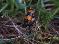Aaskevers [Silphidae]